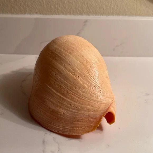 Natural Shell - Picture 3 of 8